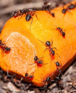 Ants on a sliced carrot. High quality photo